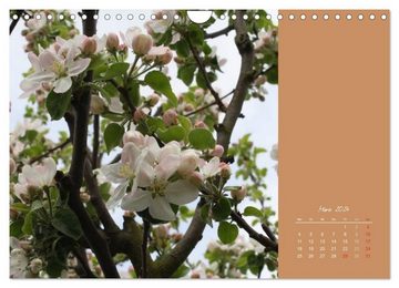 CALVENDO Wandkalender Gartenträume (Wandkalender 2024 DIN A4 quer), CALVENDO Monatskalender