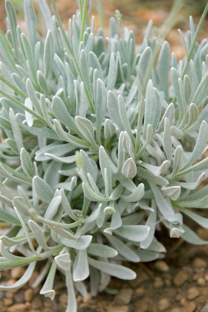 Pflanzen für Dich Staude Lavandula latifolia, 1 St., Breitblättriger Lavendel, Speiklavendel