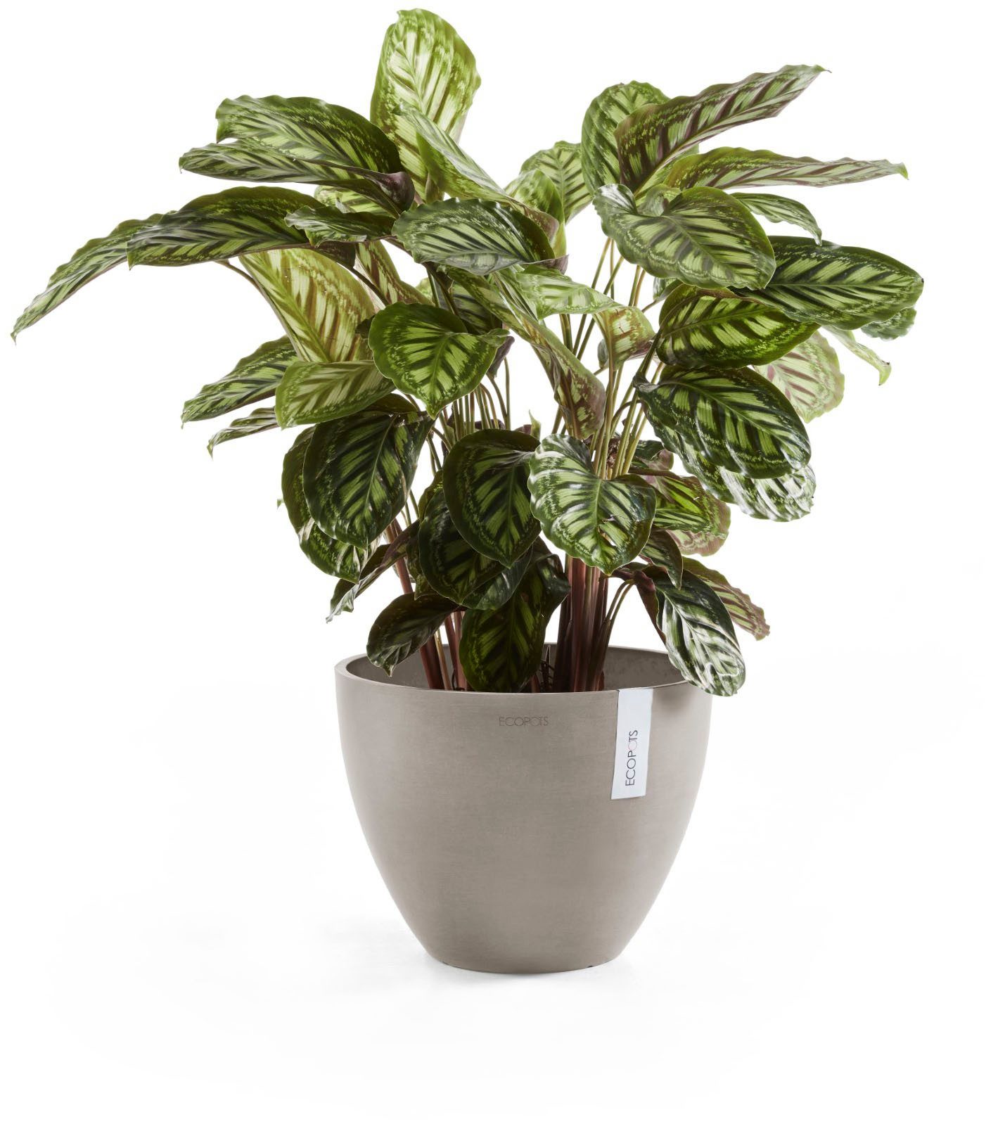 ECOPOTS Blumentopf ANTWERP Taupe, BxTxH: 30x30x25,5 cm günstig online kaufen