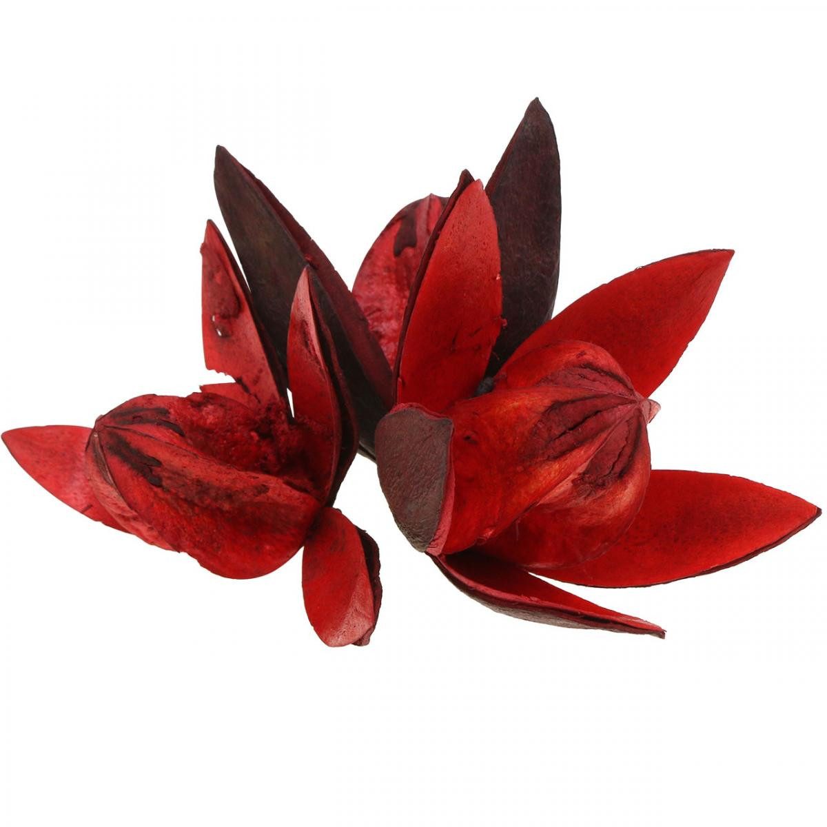Trockenblume Wildlilie Rot Trockenblumen Naturdeko Exotisch günstig online kaufen