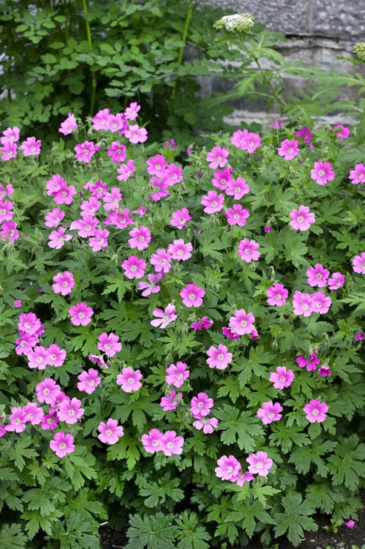 Pflanzen für Dich Staude Geranium sanguineum Elke, 1 St., Blut-Storchschnabel, Storchschnabel