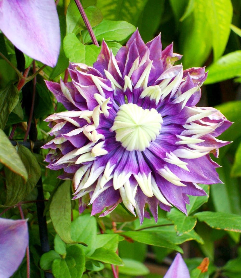 BALDUR Garten Zierstrauch Clematis 'Taiga®', 1 St., Duftclematis,winterhart, mehrjährig – Bild 2 von 5