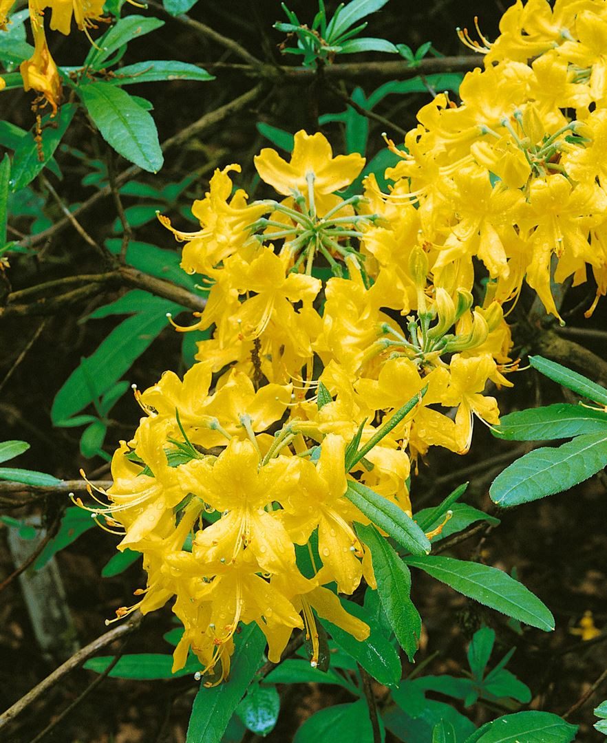 Pflanzen für Dich Gehölze Rhododendron lutescens, 1 St., Gelber Rhododendron, Gelber Azalee