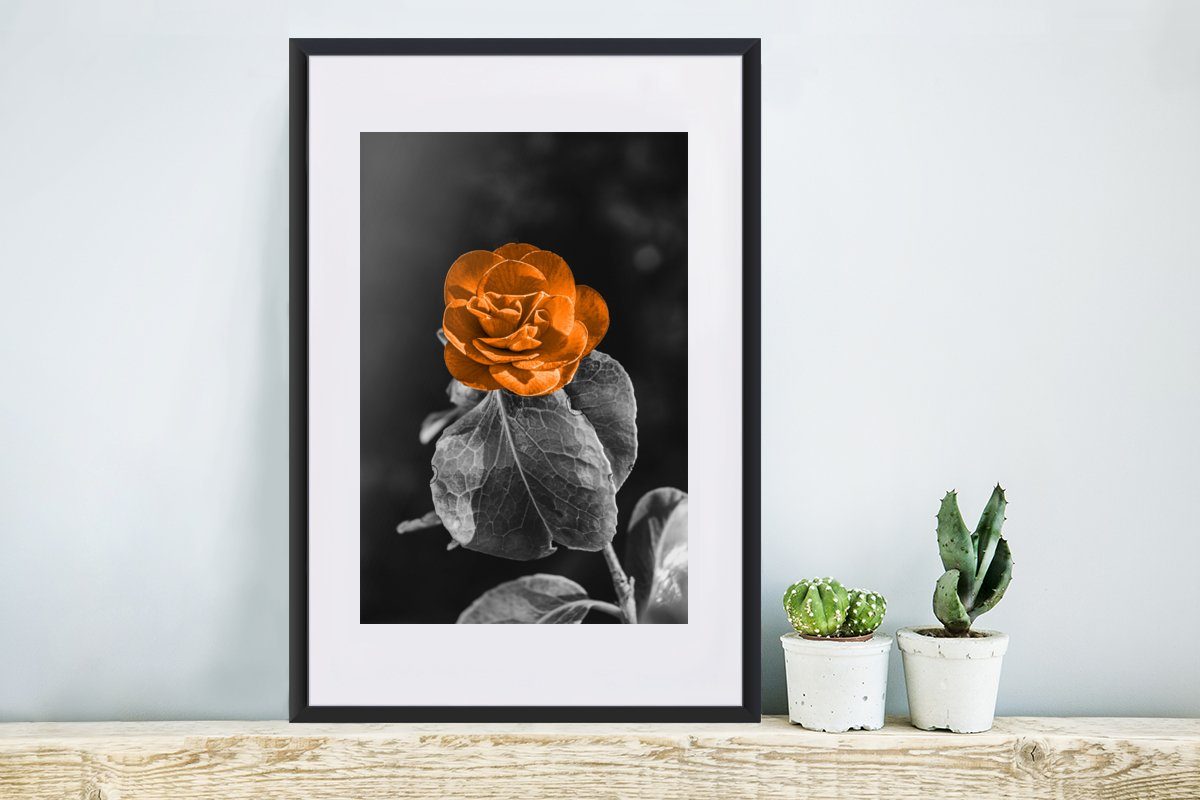 MuchoWow Poster Blumen - Poster, - Gerahmtes (1 - Orange Bilderrahmen Schwarzem Rahmen, St), mit Weiß, Kunstdruck, - Schwarz Rosen
