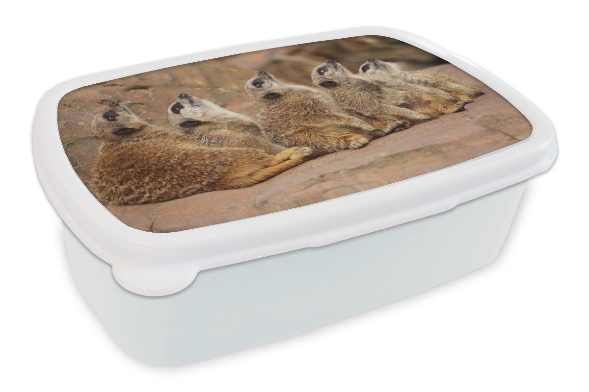 MuchoWow Lunchbox Erdmännchen - Felsen - Natur, Kunststoff, (2-tlg), Brotbox für Kinder und Erwachsene, Brotdose, für Jungs und Mädchen weiß | Lunchboxen