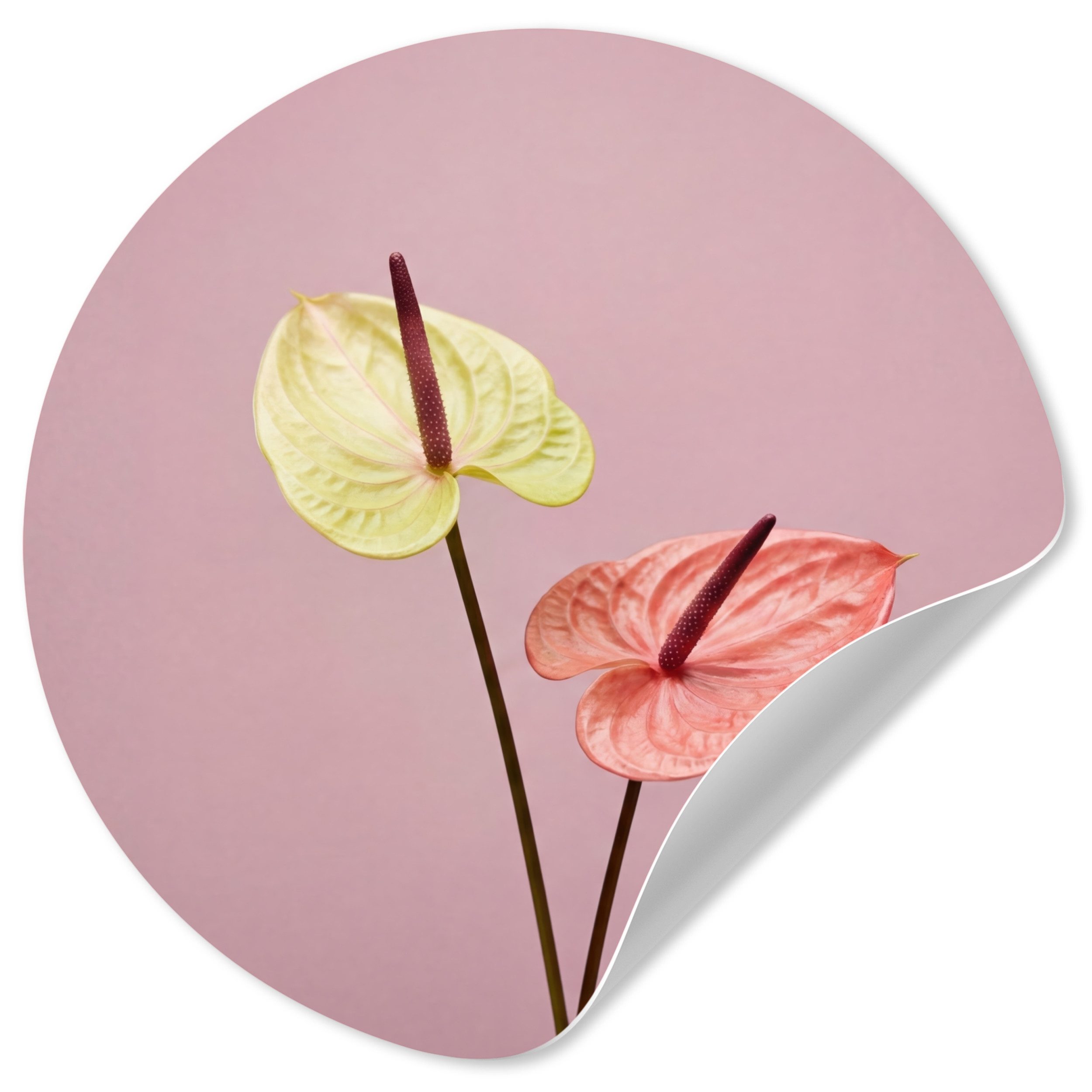 MuchoWow Wandsticker Blumen - Anthurien - Gelb - Rosa (1 St), Wandtattoo Selbstklebend, Wohnzimmer Deko Aufkleber, 30x30 cm