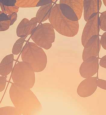 MyMaxxi Dekorationsfolie Küchenrückwand Hängende Blätter im Sonnenuntergang selbstklebend Folie