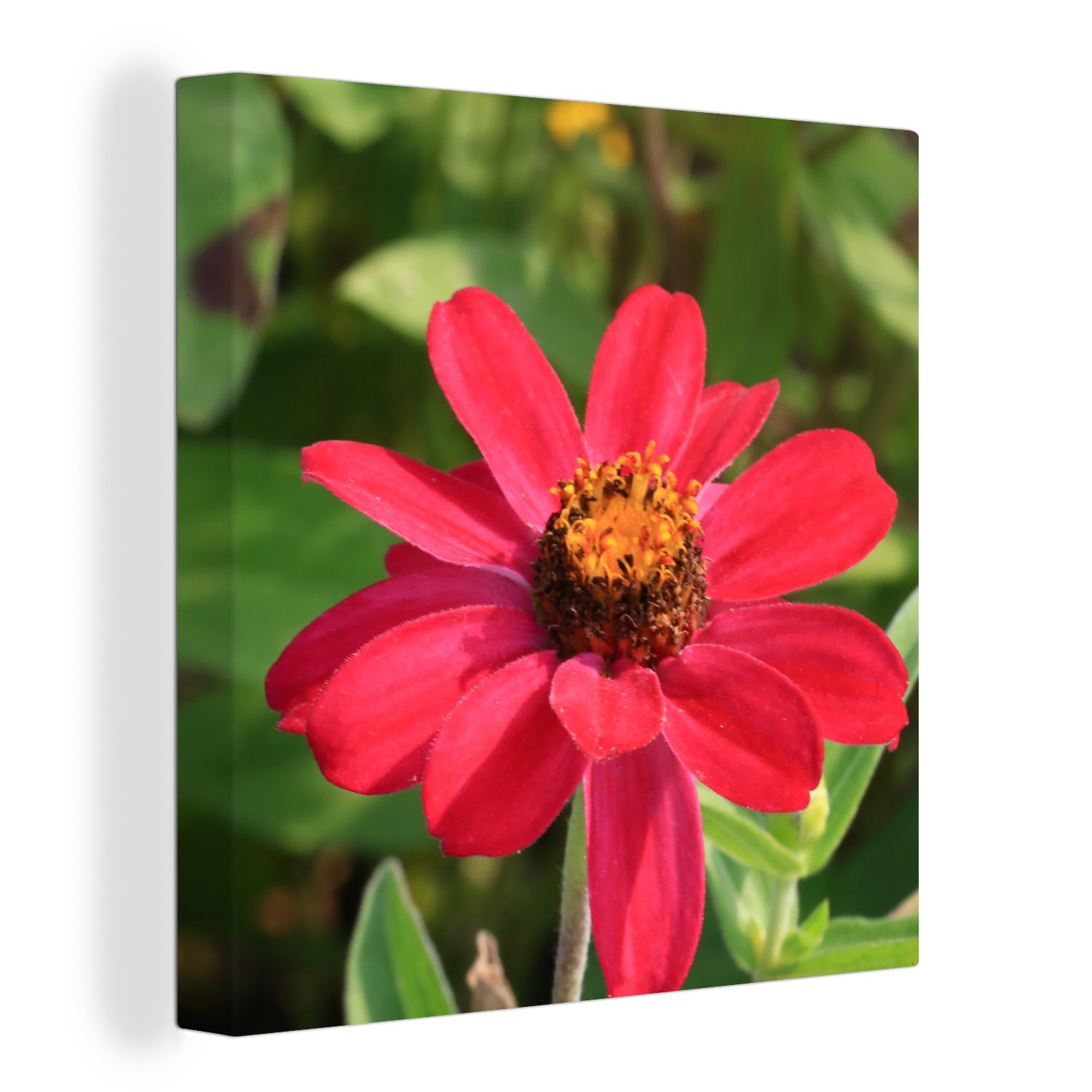 OneMillionCanvasses® Leinwandbild Rote Zinnienblüte in Blüte, (1 St), Leinwand Bilder für Wohnzimmer Schlafzimmer