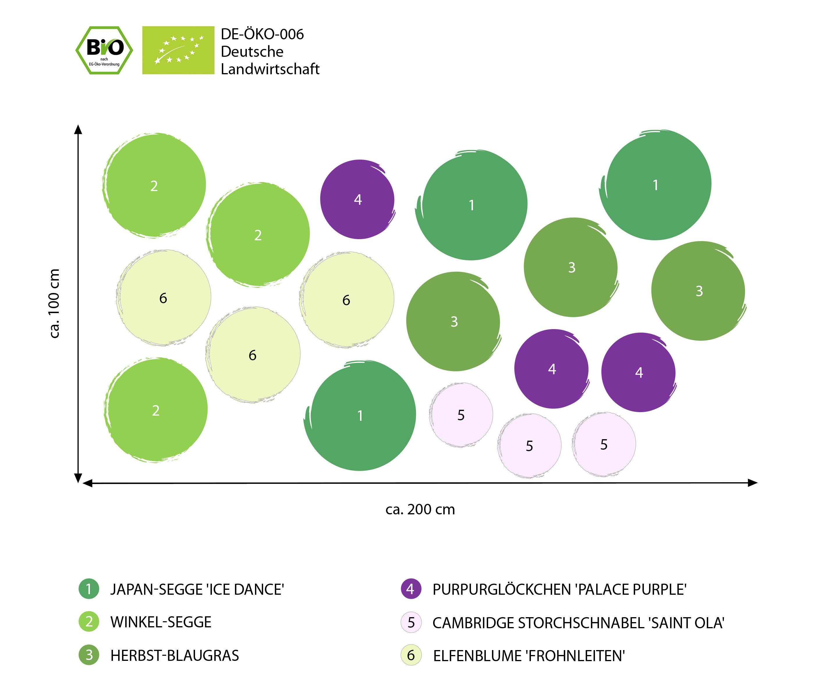 Dehner Staude Bio Stauden-Set Wintergrün, 18 mehrjährige Stauden, je 3-20 cm, Pflanzenset für (halb) schattige und insektenfreundliche Beetre