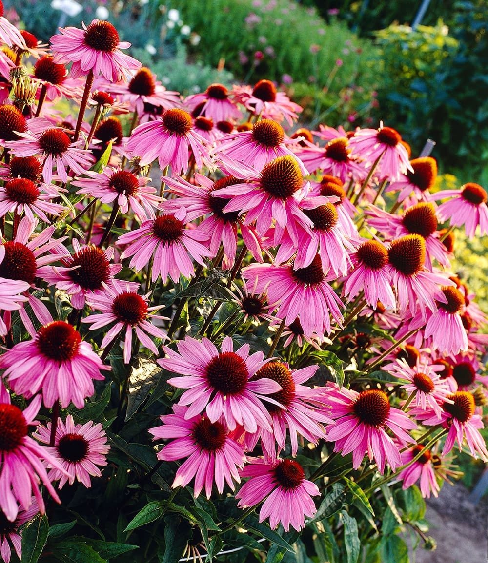 BALDUR Garten Staude Echinacea purpurea, 3 St., Medizinpflanze, lange Blütezeit, bienenfreundlich, winterhart