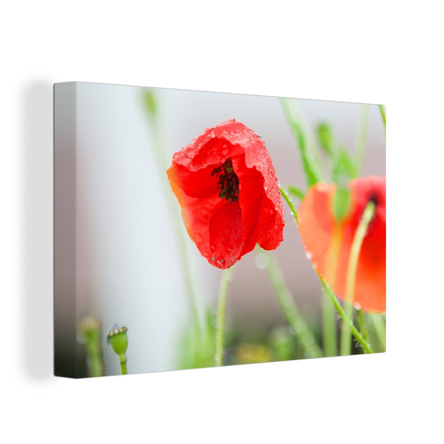 OneMillionCanvasses® Leinwandbild Tau auf einer roten Mohnblume, (1 St), Wandbild Leinwandbilder, Aufhängefertig, Wanddeko, 30x20 cm