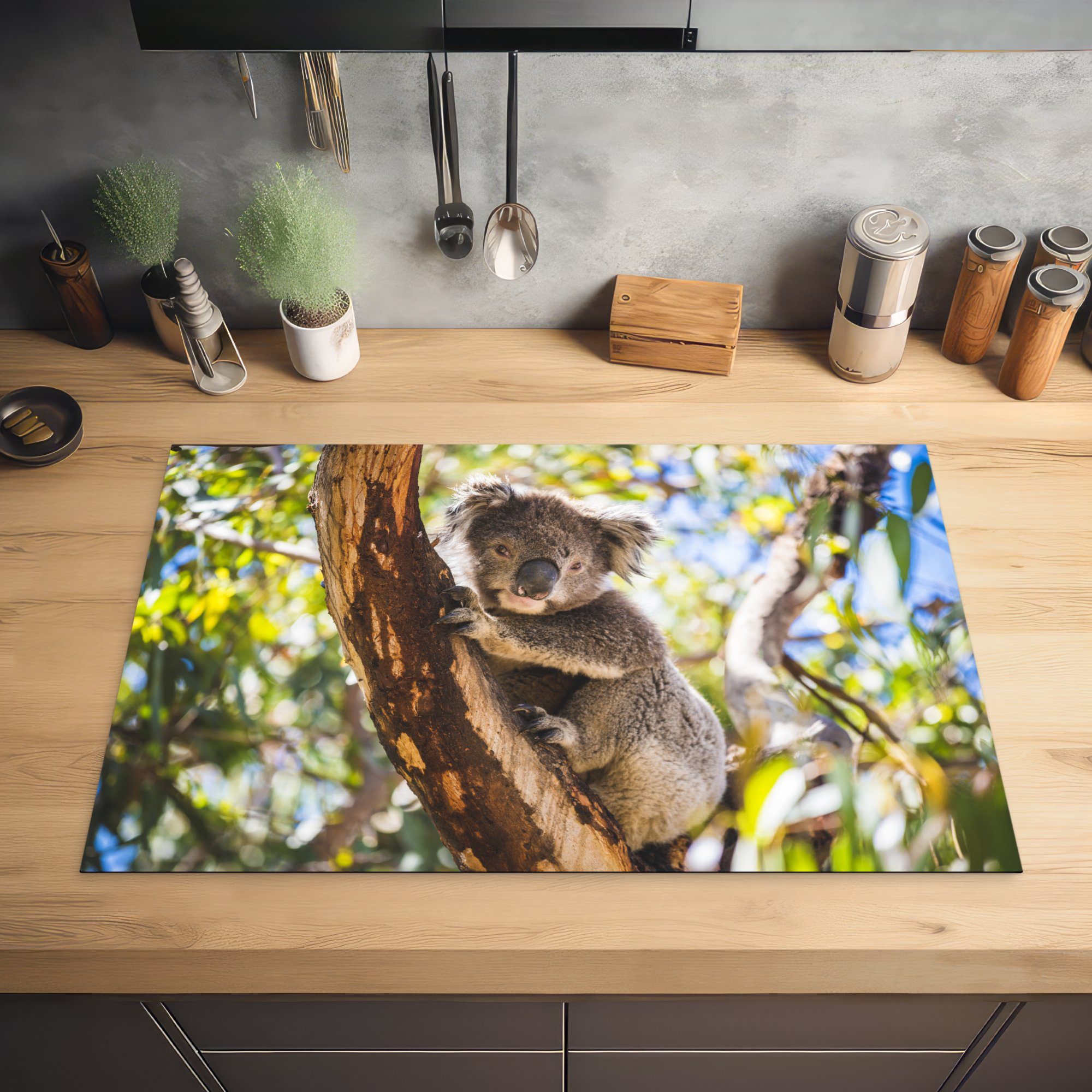 - küche, Koala Induktionskochfeld Eukalyptus Baum, 81x52 für tlg), die Herdblende-/Abdeckplatte Schutz Vinyl, - cm, MuchoWow (1 Ceranfeldabdeckung