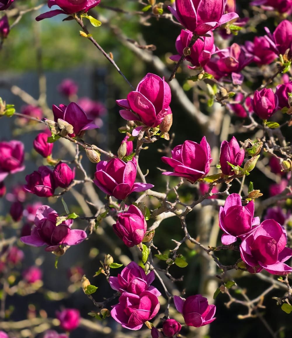 BALDUR Garten Zierstrauch Magnolie 'Genie®', 1 St., Magnolia, winterhart, mehrjährig, pflegeleicht