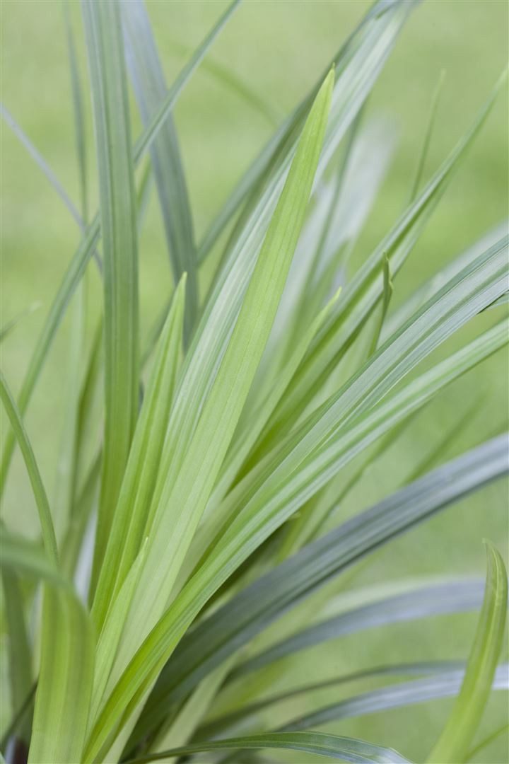 Pflanzen für Dich Gräser Carex morrowii Irish Green, 1 St., Japan-Segge, Morrow-Segge, immergrün, horstbildend