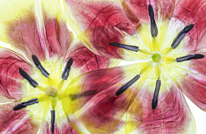 Papermoon Fototapete "NEU" PREMIUM-VLIES-Tapete, leicht strukturiert, Seidenmatt, restlos trocken abziehbar, (komplett Set inkl. Tapetenkleister, 7571), Blumen