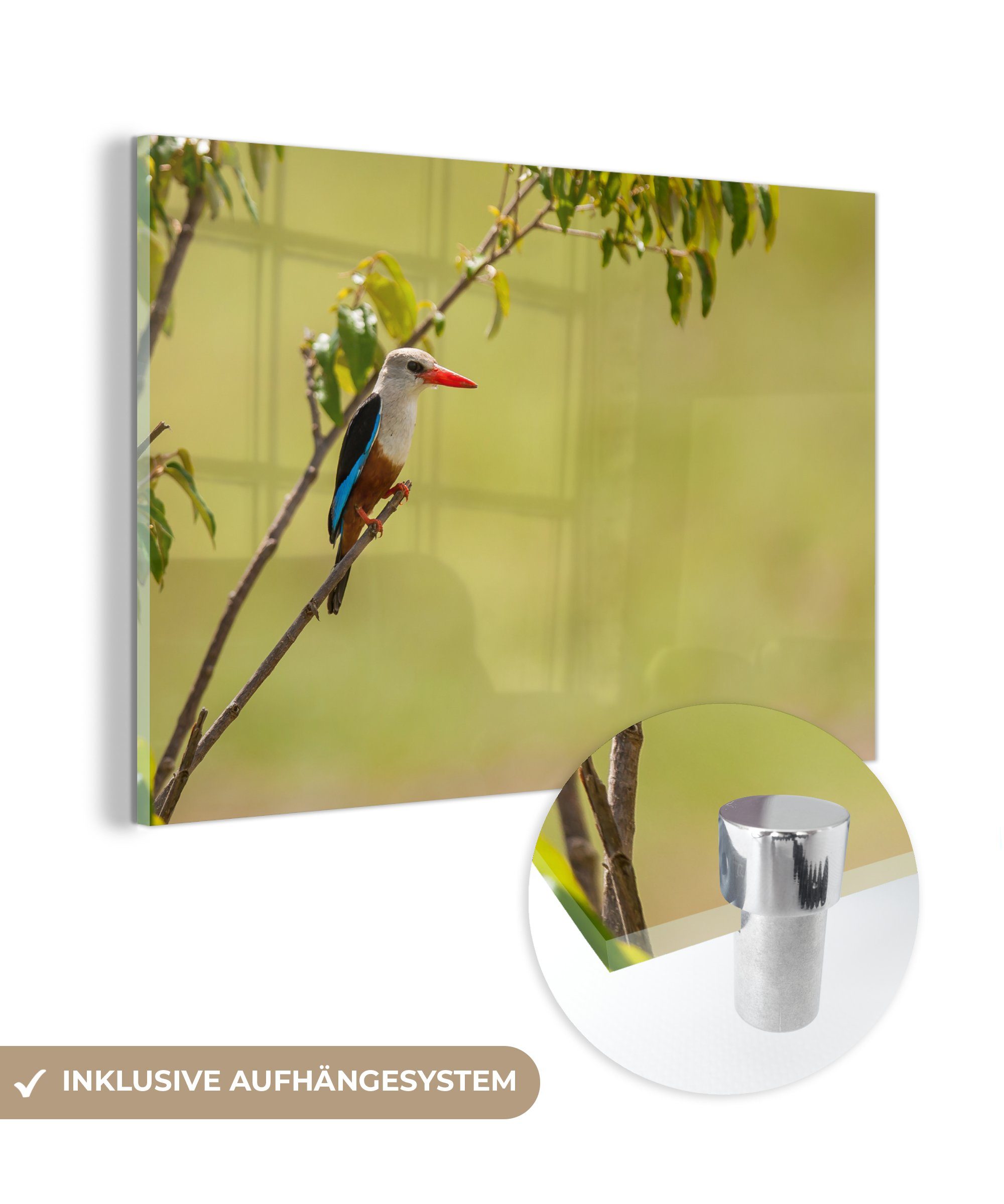 MuchoWow Acrylglasbild Graukopfliest sonnt sich St), einem Acrylglasbilder Wohnzimmer Schlafzimmer (1 & in Baum