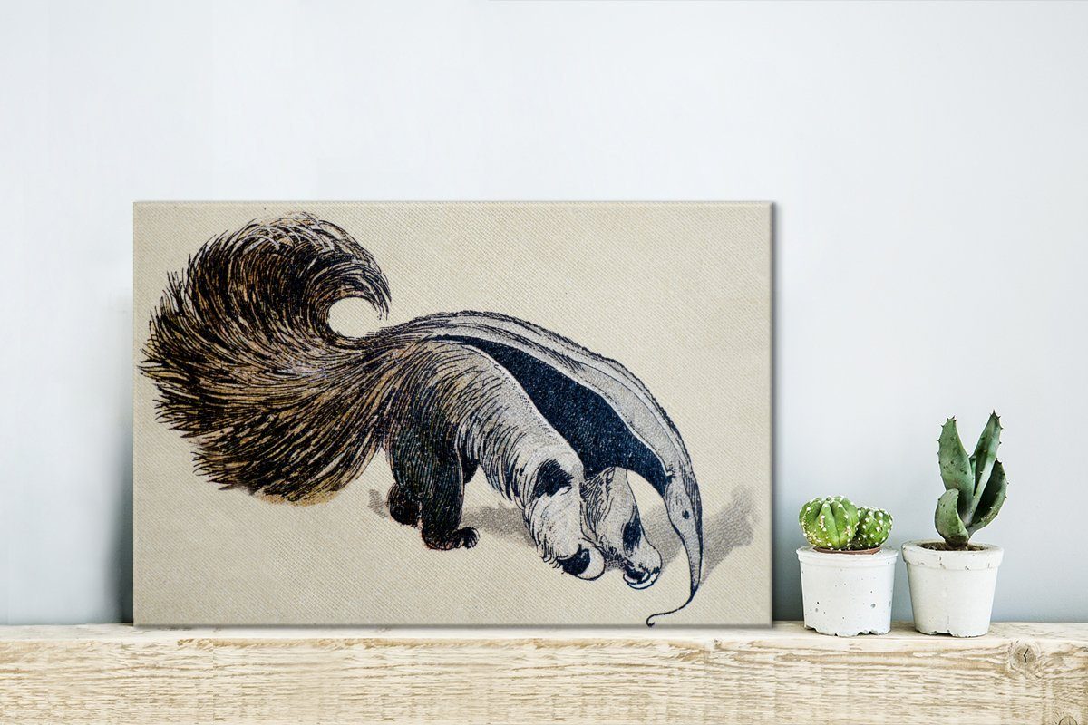 OneMillionCanvasses® Leinwandbild Eine antike eines Wanddeko, (1 Wandbild Leinwandbilder, Illustration Aufhängefertig, cm Ameisenbären, St), 30x20 riesigen