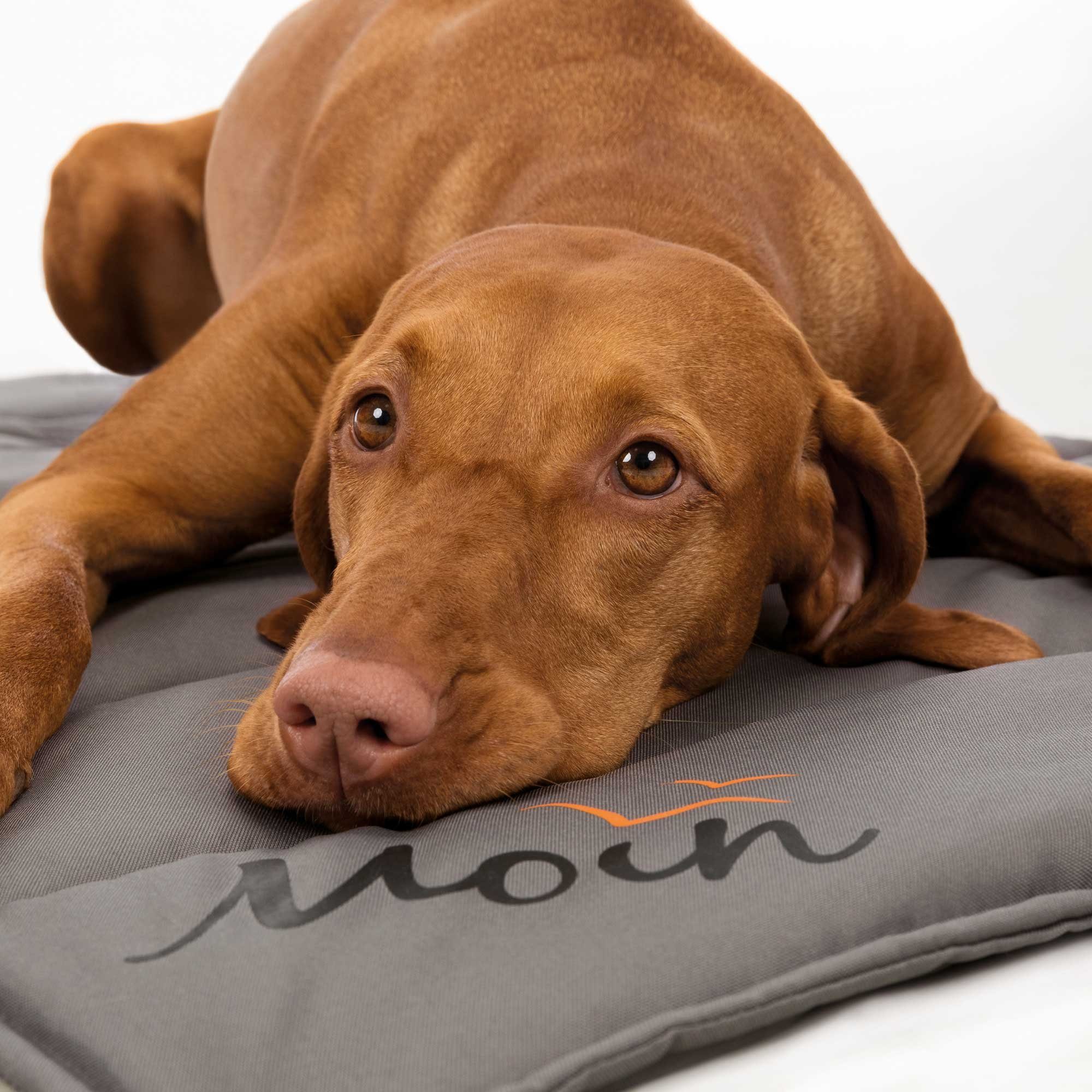Tierdecke Hundedecke BE NORDIC
