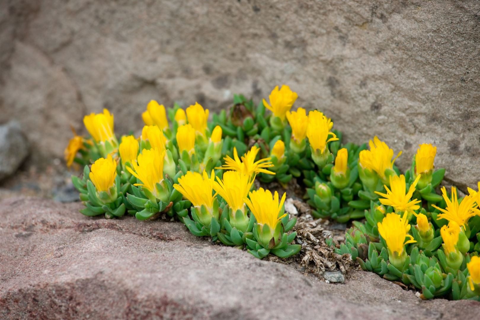 Pflanzen für Dich Staude Delosperma congestum Golden Nugget, 1 St., Mittagsblume, Goldene Mittagsblume