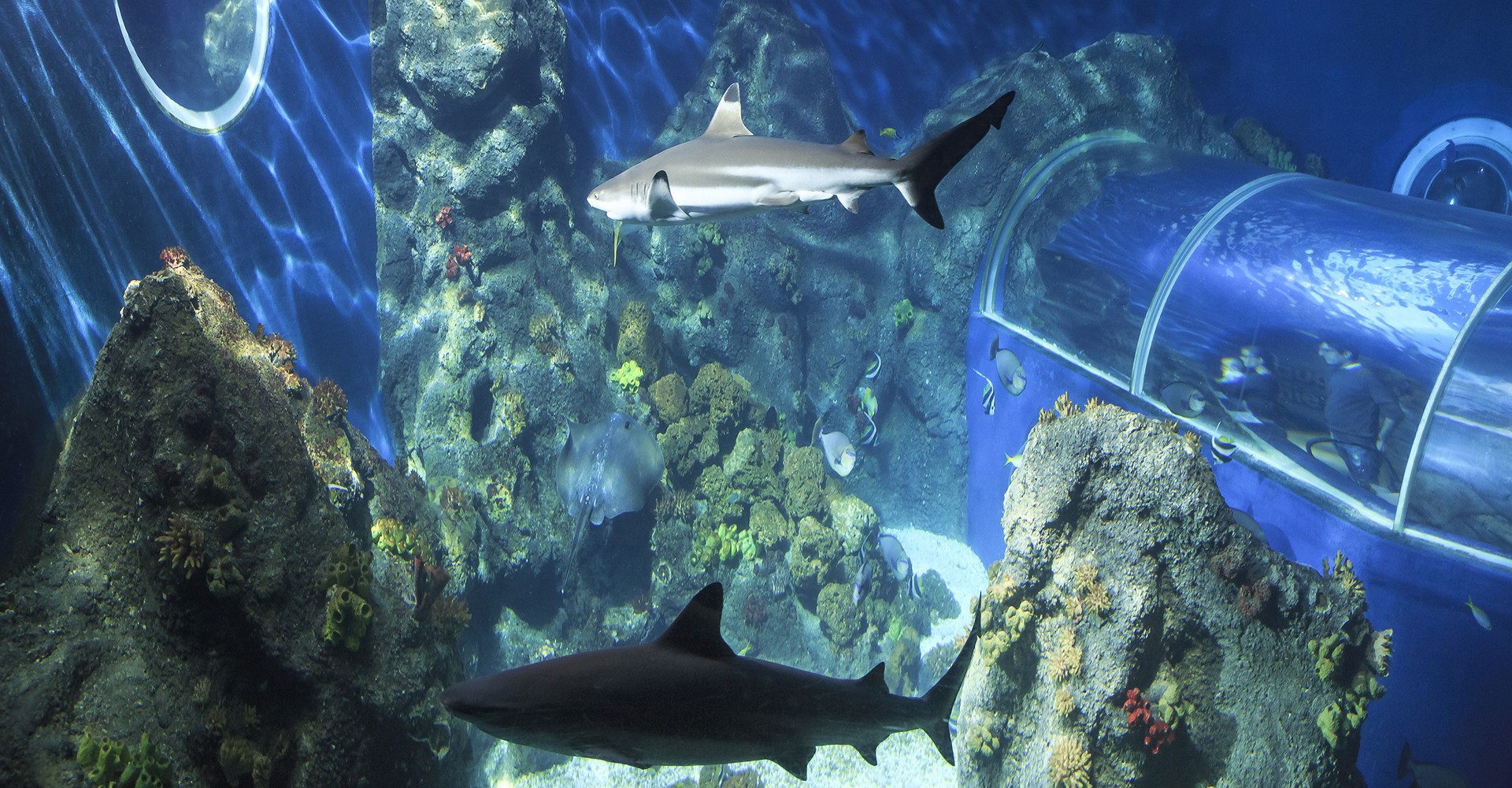 Erlebnisgutschein Sea Life Konstanz (Kinder-Ticket)