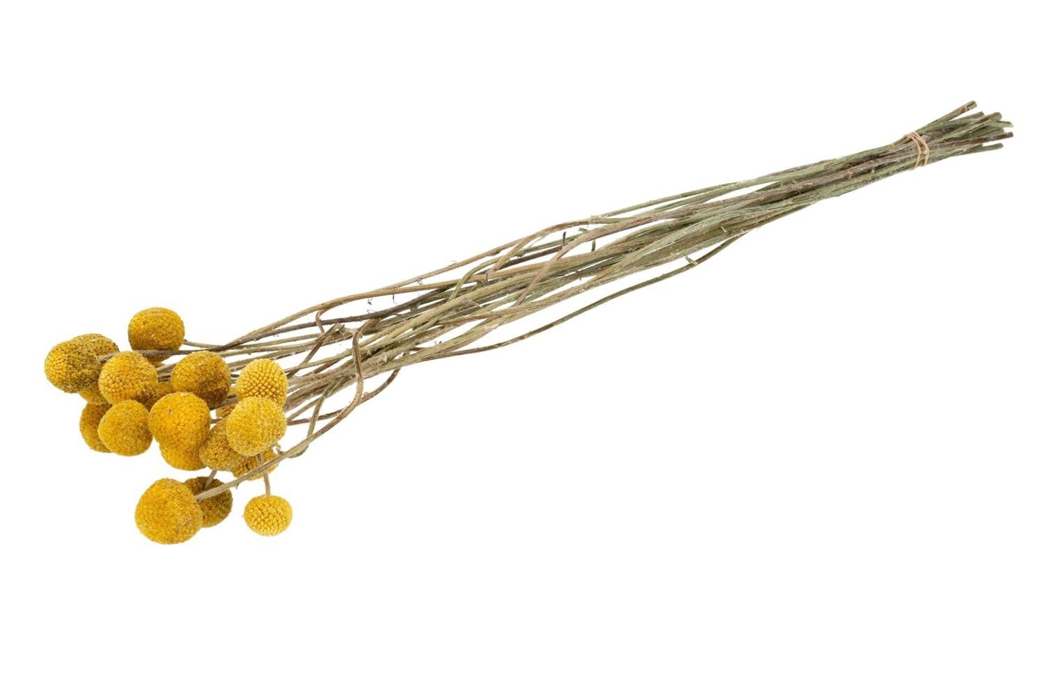 Trockenblume Craspedia globosa getrocknet im Bund günstig online kaufen