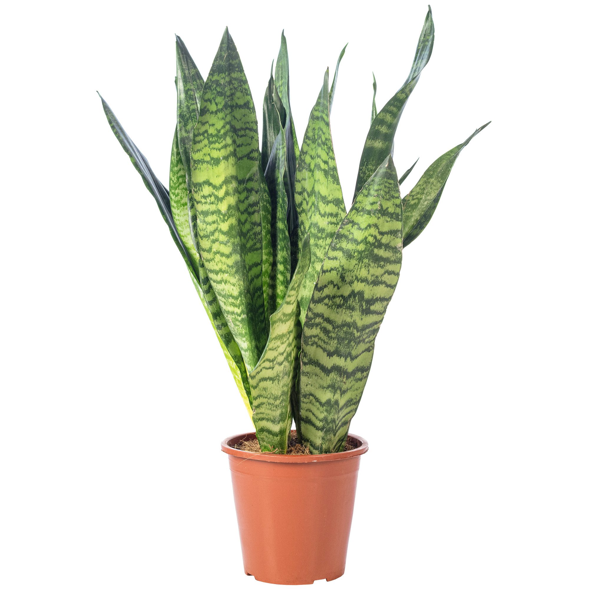 Flowerbox Zimmerpflanze Bogenhanf - Sansevieria zeylanica, pflegeleicht - Höhe ca. 65 cm, Topf-Ø 17 cm