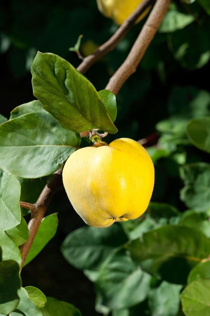 Pflanzen für Dich Obstpflanze Cydonia 'Apfelquitte', 1 St., Apfelquitte, Quitte, gelbe Früchte, aromatisch