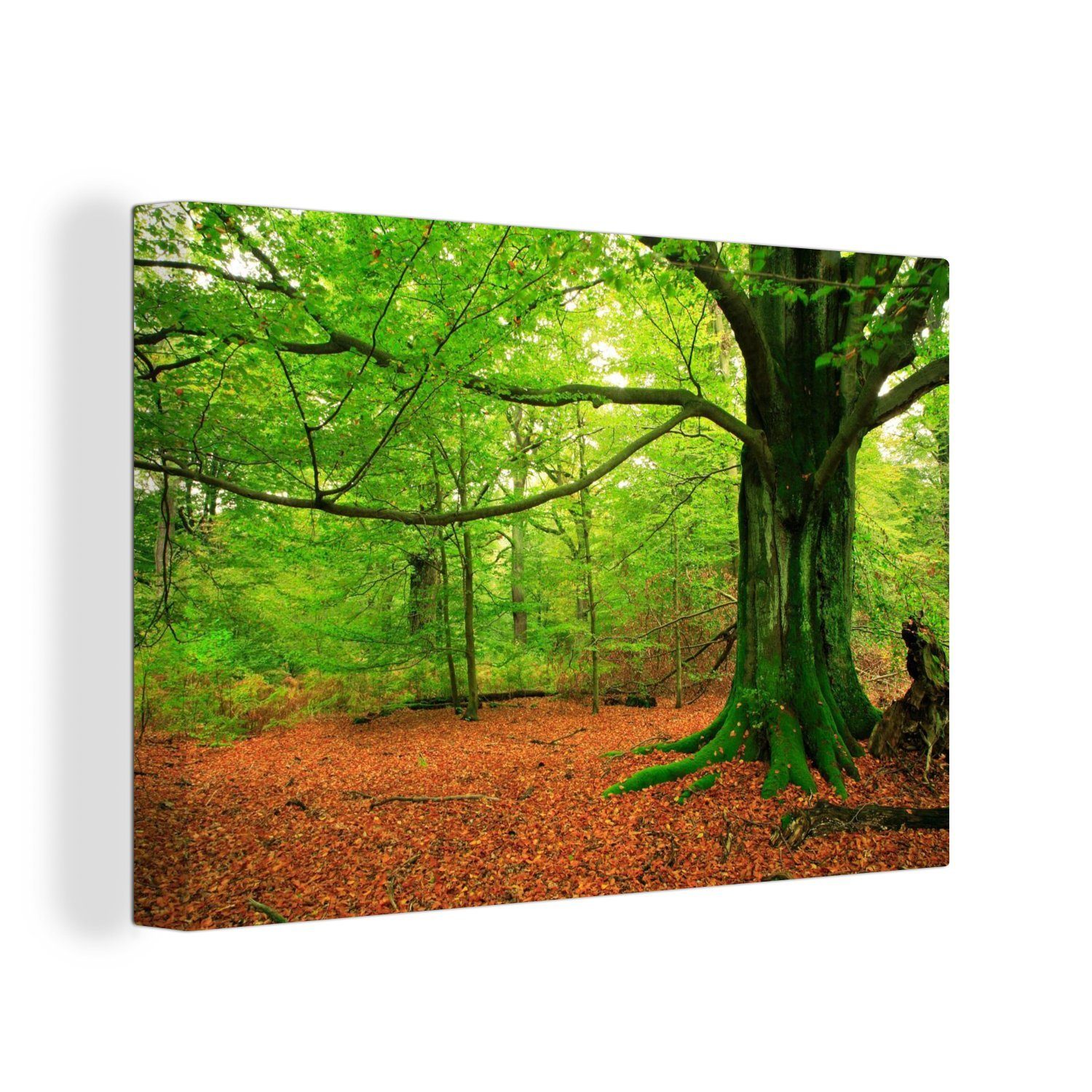 OneMillionCanvasses® Leinwandbild Wald - Laub - Moos, (1 St), Wandbild Leinwandbilder, Aufhängefertig, Wanddeko, 30x20 cm