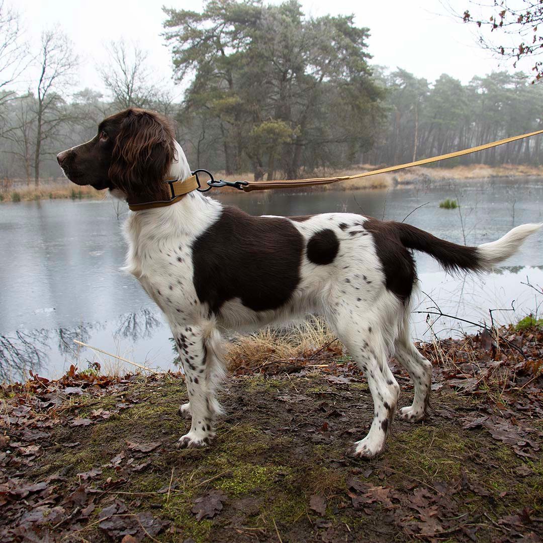 DUVO+ Hunde-Halsband Duvoplus EXPLOR Ultimate Fit Control Halsband Classic - honey gold