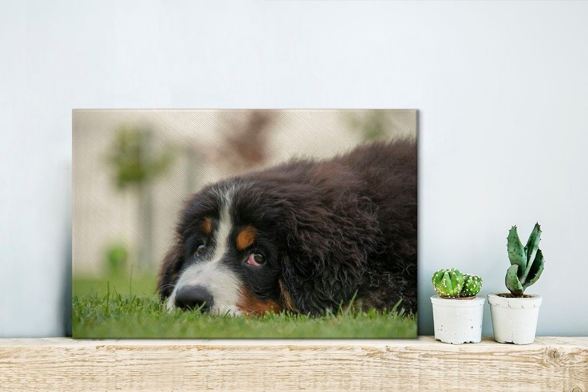 OneMillionCanvasses® Leinwandbild 30x20 St), (1 Leinwandbilder, dem Aufhängefertig, auf Berner grünen Rasen liegend, Wanddeko, cm Wandbild Sennenhund