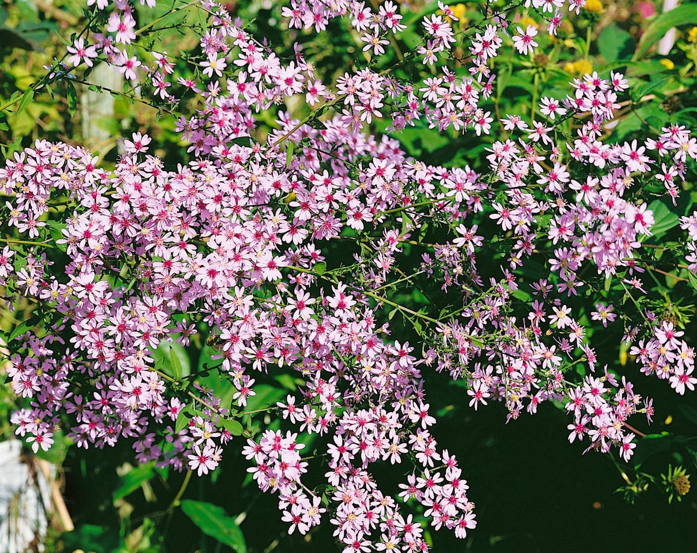 Pflanzen für Dich Staude Aster cordifolius 'Ideal', 1 St., Herbstaster, Herzblatt-Aster