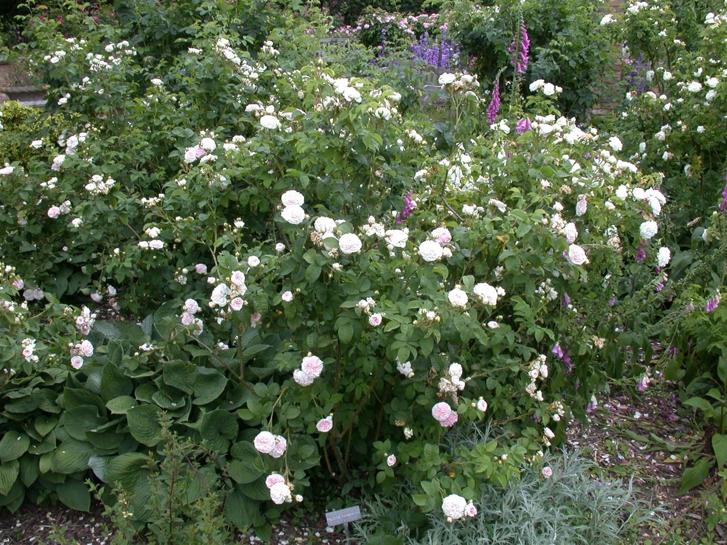 Pflanzen für Dich Rose Rosa Felicite Parmentier