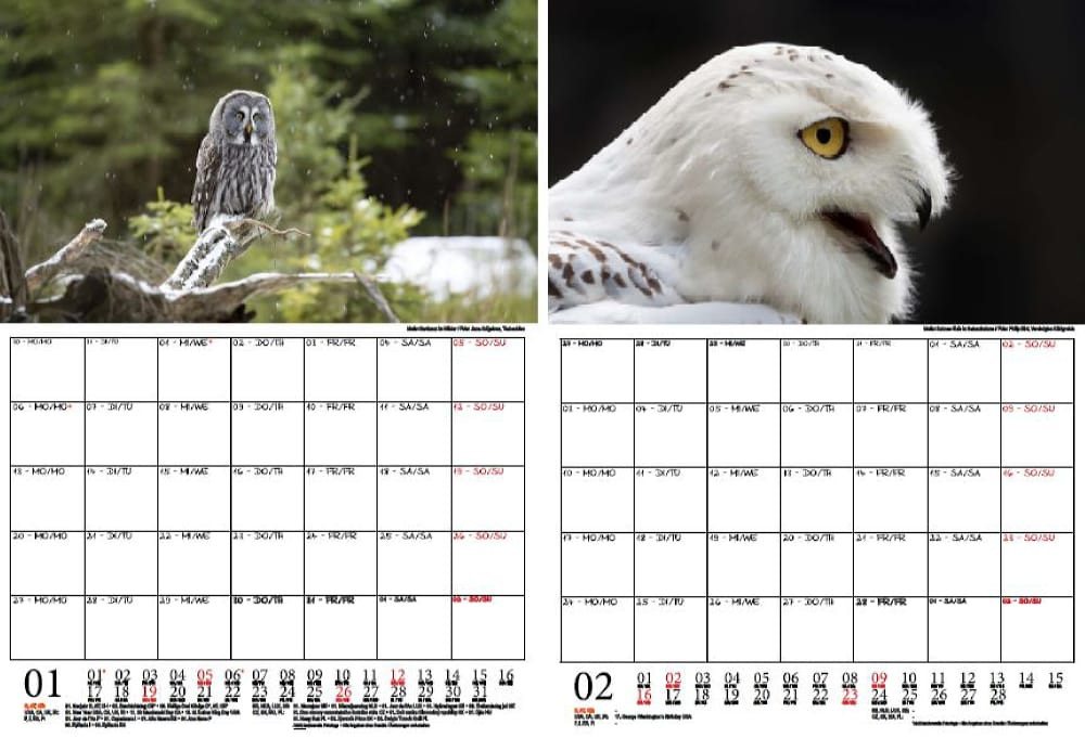 Thumbnail - Seelenzauber Wandkalender Eulenzauber Eulen und Uhus Wand- Planer Kalender für 2025 DIN A4