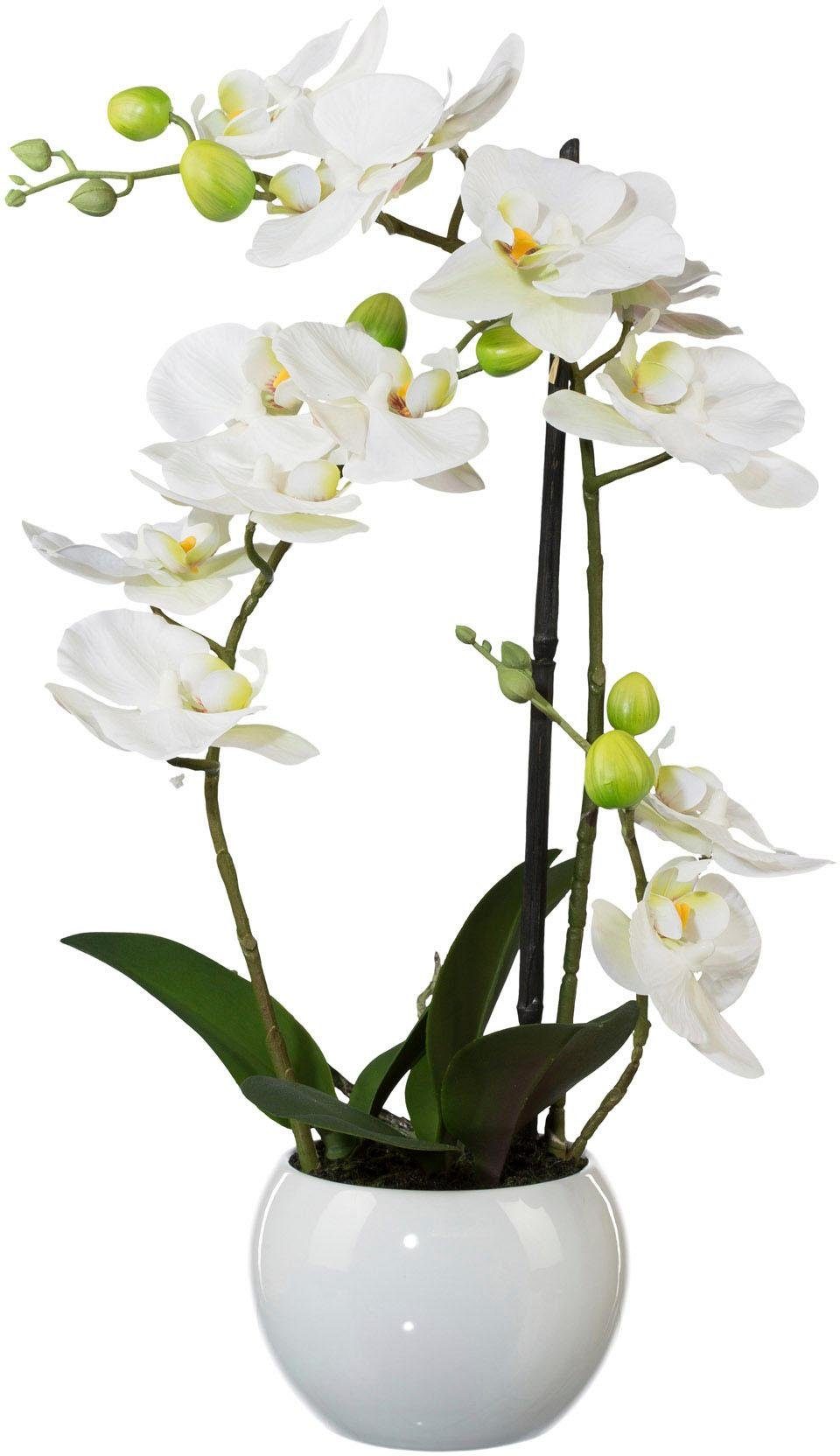 Kunstpflanze Phalaenopsis Orchidee, Creativ green, Höhe günstig online kaufen