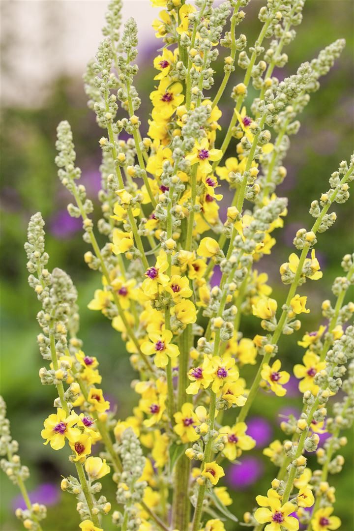 Pflanzen für Dich Staude Verbascum nigrum, 1 St., Schwarze Königskerze, Schwarze Wollblume