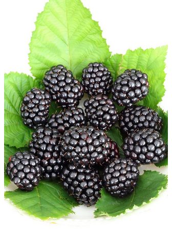 BCM Säulenobst »Brombeere Reube...