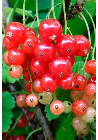 BCM Säulenobst »Rote Johannisbe...