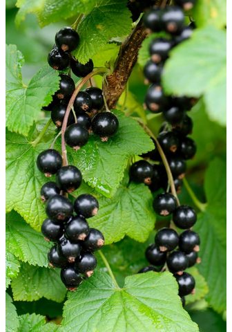 BCM Säulenobst »Schwarze Johann...