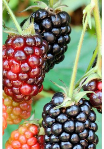 BCM Brombeere »Navaho« Hö...