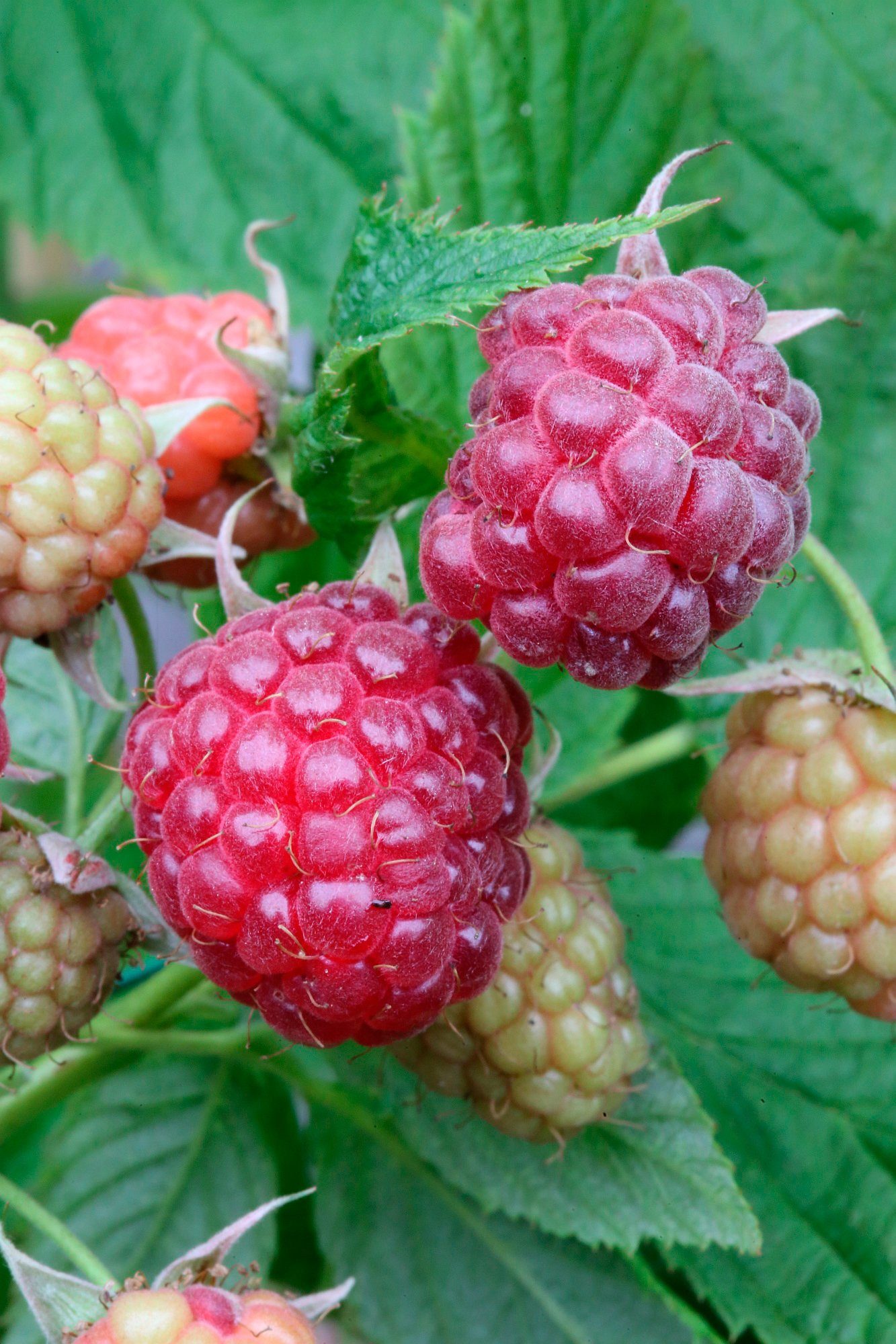 BCM Säulenobst »Himbeere Aroma Queen«, Höhe 50 cm, 2 Pflanzen online