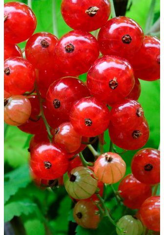 BCM Säulenobst »Rote Johannisbe...