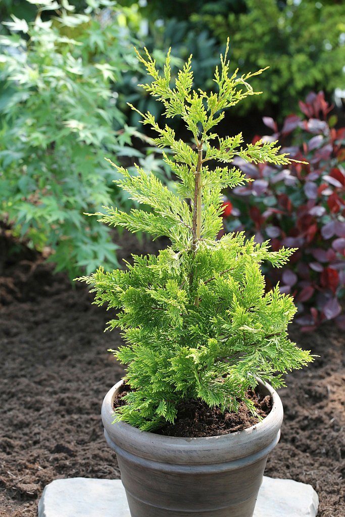 Hecke Zypresse Gold Rider Hohe 30 40 Cm 3 Pflanzen Online