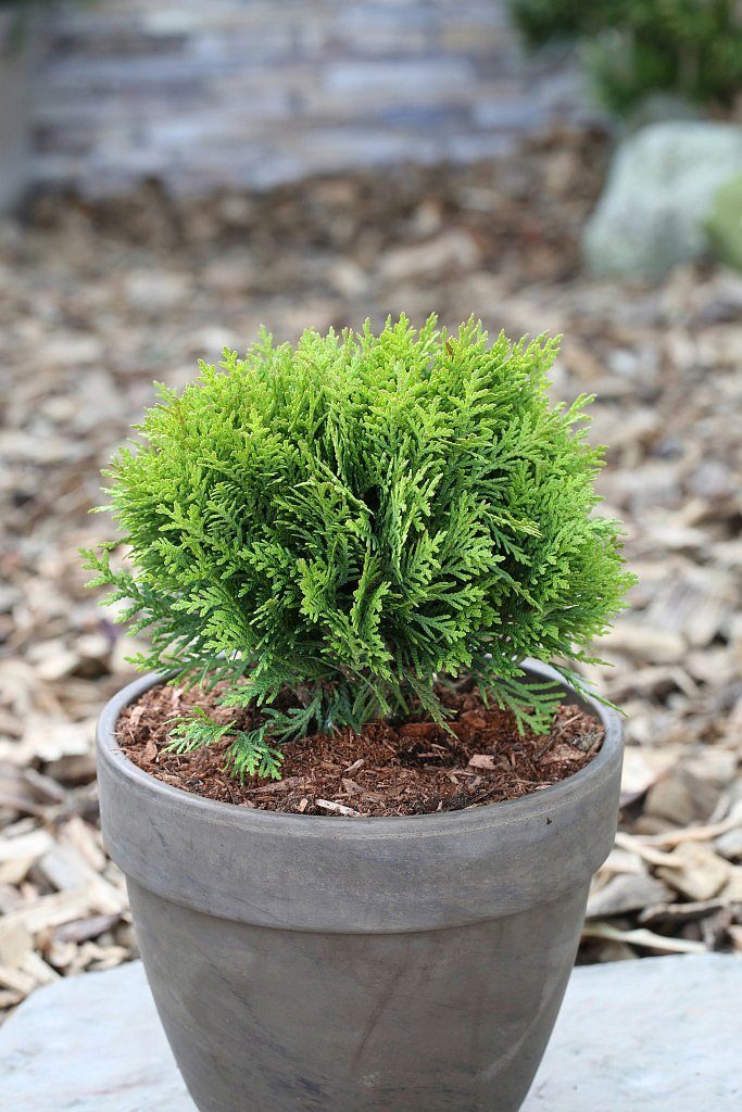Hecke »Lebensbaum Danica«, Höhe 2025 cm, 3 Pflanzen online kaufen OTTO