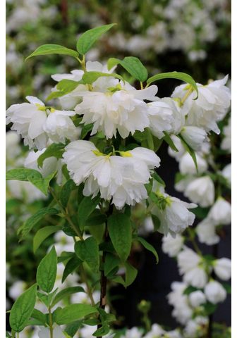 BCM Живой забор »Duft Jasmin Snow Wh...