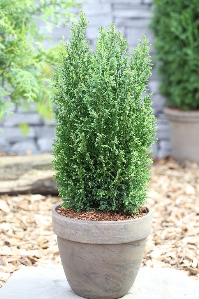Hecke »Scheinzypresse Ellwoodii«, Höhe: 15-20 cm, 6 ...