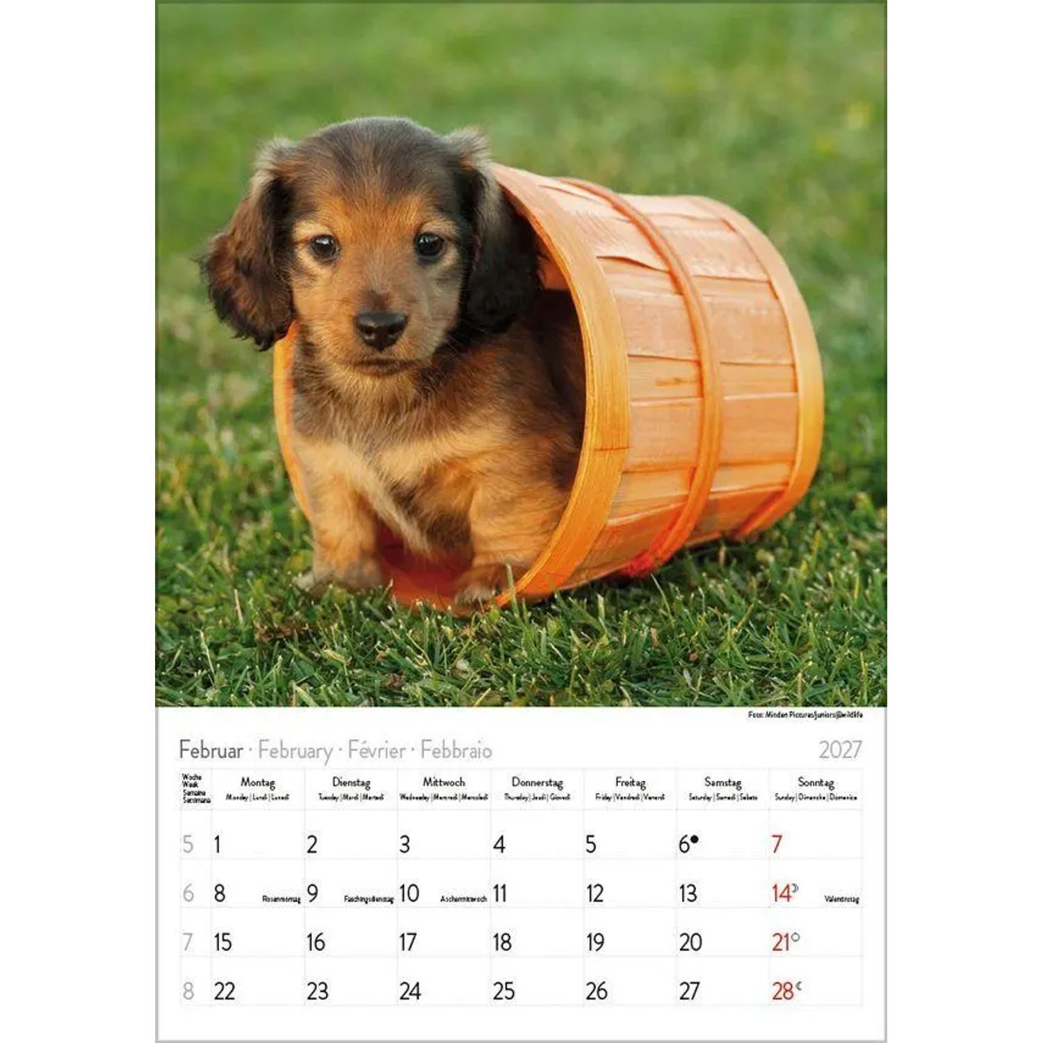 Korsch Verlag Wandkalender Dackel 2027 – Bild 3 von 5