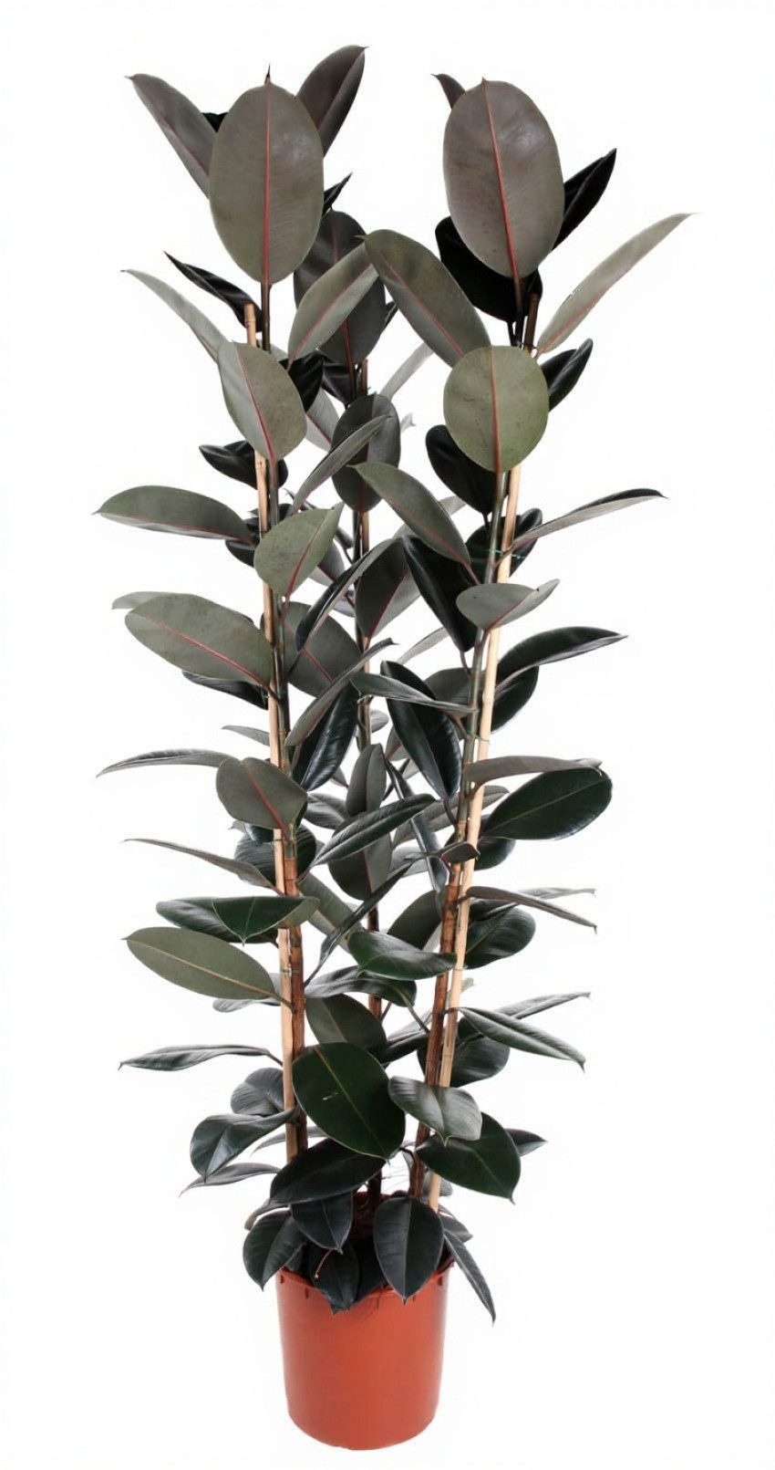 Pflanzen für Dich Zimmerpflanze Ficus Abidjan, 1 St., dunkelgrün, luftreinigend