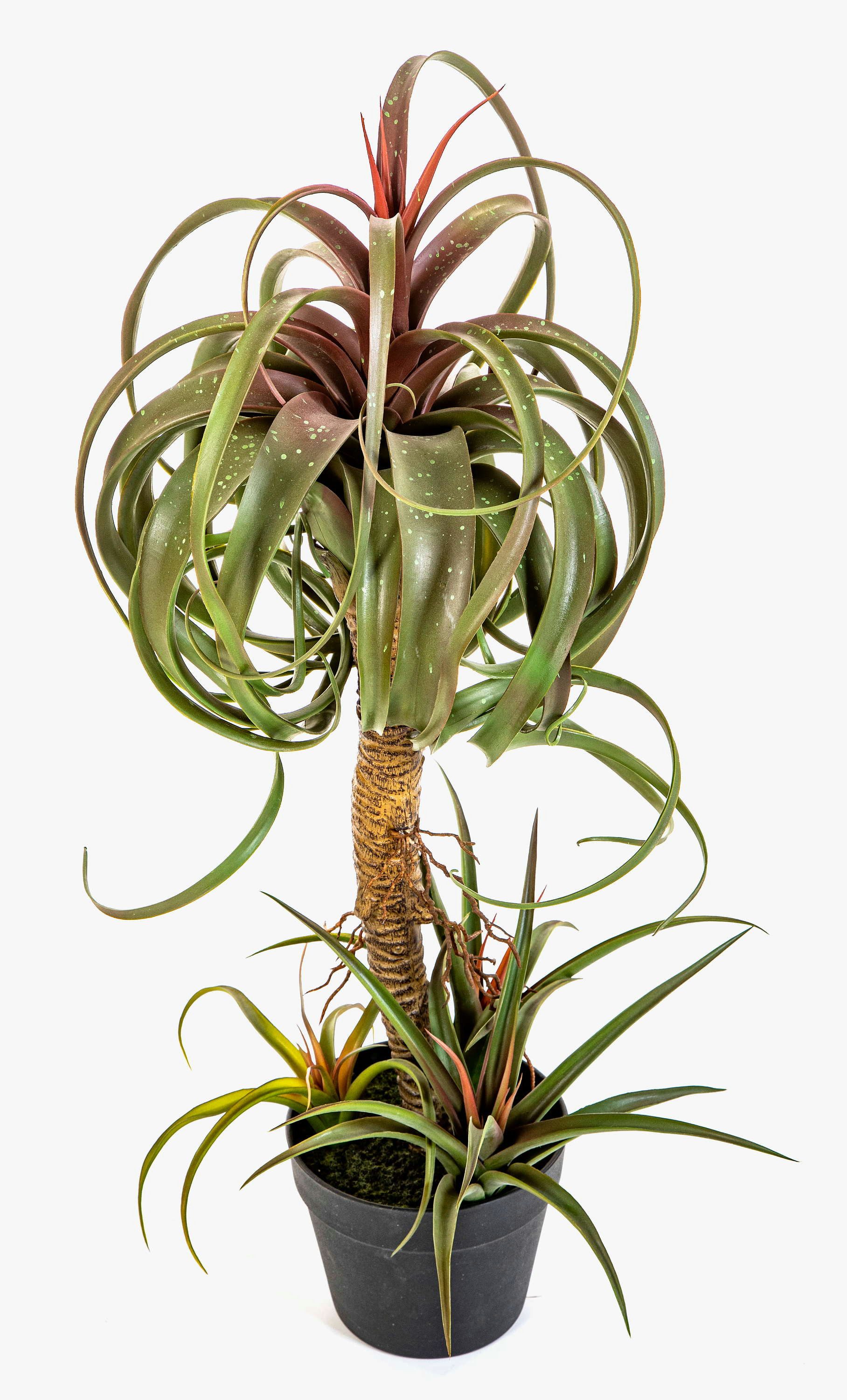 Kunstpflanze Kunst Tillandsia streptophylla ELGAFAR, grün-rot, 80cm Tillandsie (Tillandsia streptophylla), artplants, Höhe 80.0 cm