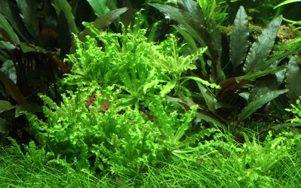 Aquaone Wasserpflanze Aquarium Pflanze Pogostemon helferi Nr.053H