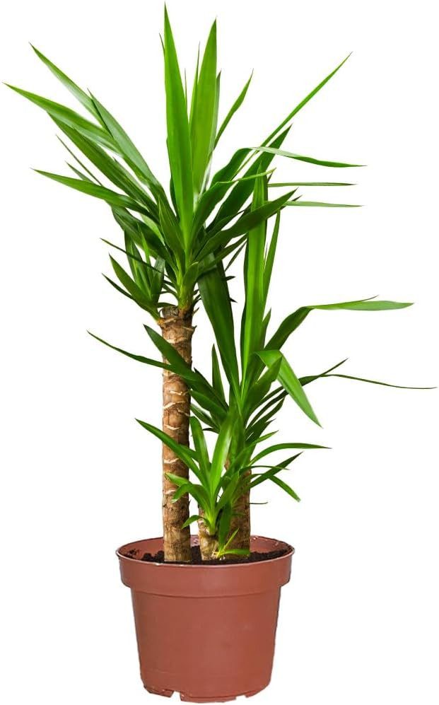 Green Me Up Zimmerpflanze Yucca Palme, Wächst in Erde, Pflege gleich null